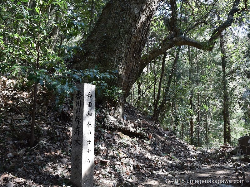 香川の保存木「和田神社のコナラ」