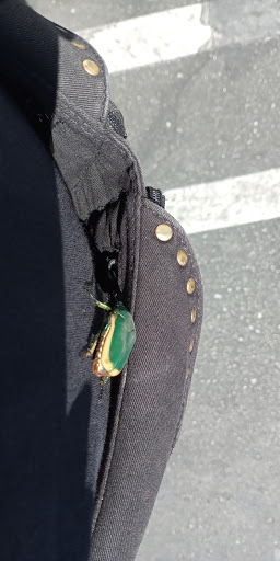 Grocery Store «El Super», reviews and photos, 14620 Parthenia St, Panorama City, CA 91402, USA