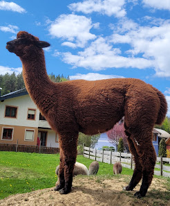Petzenland Alpakas St. Georgen 12, 9150 Bleiburg, Österreich
