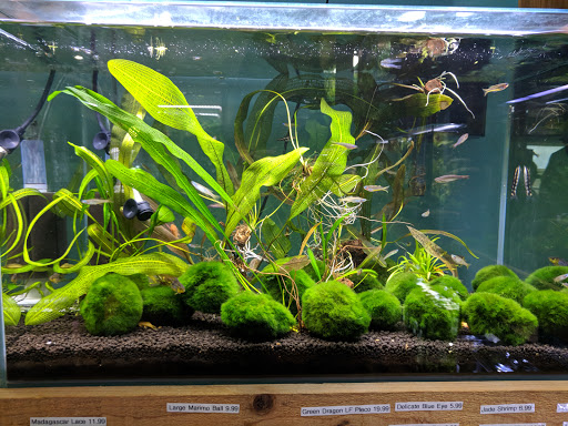 Tropical Fish Store «Aquarium Zen», reviews and photos, 920 NE 64th St, Seattle, WA 98115, USA