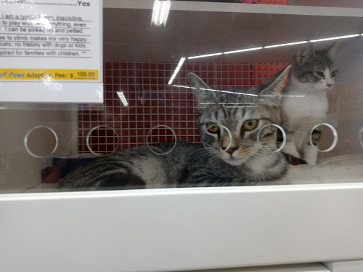 Pet Supply Store «Petco Animal Supplies», reviews and photos, 3320 Stockton Hill Rd, Kingman, AZ 86409, USA