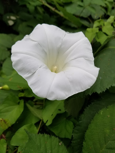 Park «Viretta Park», reviews and photos, 151 Lake Washington Blvd E, Seattle, WA 98112, USA