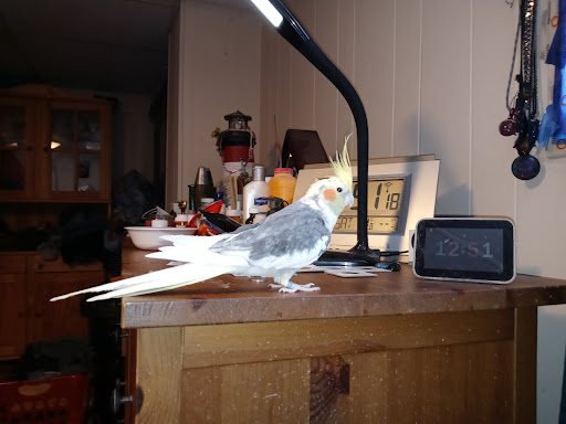 Hardware Store «Harlem Foster Hardware Inc.», reviews and photos, 7230 W Foster Ave, Chicago, IL 60656, USA