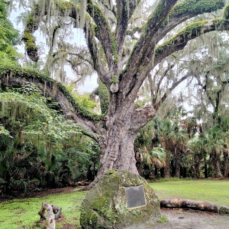 Fairchild Oak