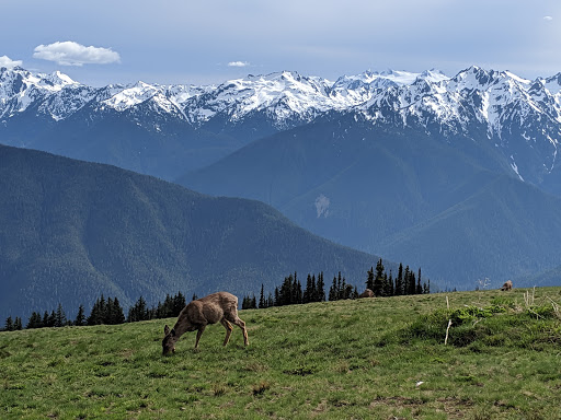 National Park «Olympic National Park», reviews and photos, 3002 Mt Angeles Rd, Port Angeles, WA 98362, USA