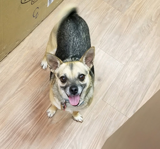 Pet Boarding Service «Bed & Biscuit Pet Resort», reviews and photos, 5525 AZ-69, Mayer, AZ 86333, USA