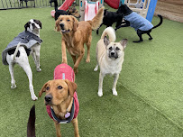 Ruff Resort & Spa - Photo 1 - Car repair in Fort Worth, TX, Fort Worth