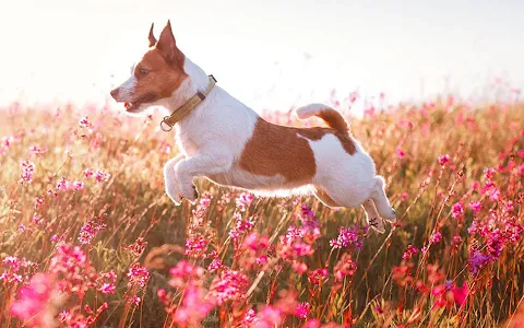 Anaheim Hills Pet Clinic image