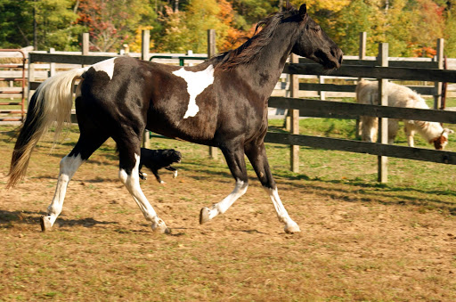 Farm «Dakota Ridge Farm», reviews and photos, 189 E High St, Ballston Spa, NY 12020, USA