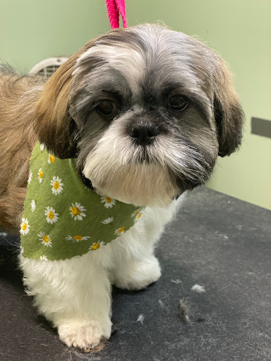 Pet Groomer «Doggie Style Bowtique», reviews and photos, 1713 Westport Rd, Kansas City, MO 64111, USA