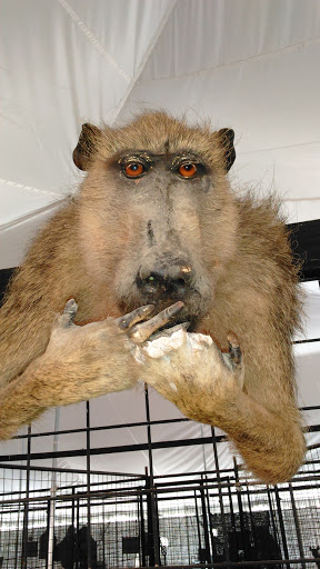 Water Park «Monsoon Lagoon Watering Hole Safari & Waterpark», reviews and photos, 1530 S Danbury Rd, Port Clinton, OH 43452, USA