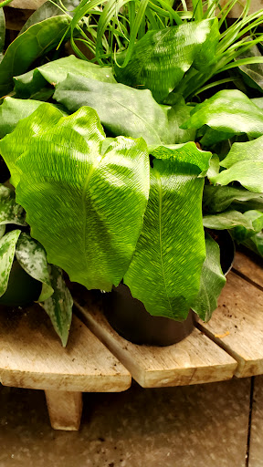 Gift Shop «NYBG Shop», reviews and photos, 2900 Southern Blvd, Bronx, NY 10458, USA