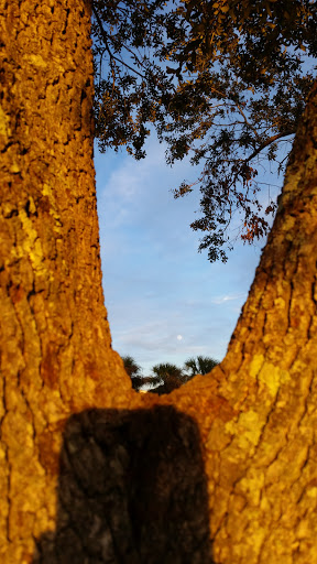 Park «Henry C. Chambers Waterfront Park», reviews and photos, Bay St, Beaufort, SC 29902, USA