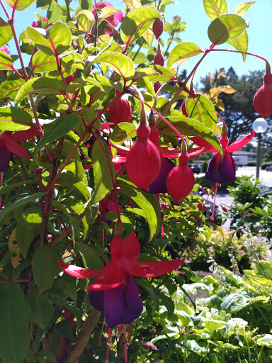 Golf Club «Gearhart Golf Links», reviews and photos, 1157 N Marion Ave, Gearhart, OR 97138, USA