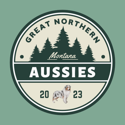 Great Northern Aussies