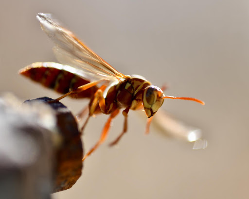 Moat Termite & Pest Control image