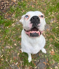 East Coast Pet Services - Photo 6 - Car repair in Myrtle Beach, SC, Myrtle Beach