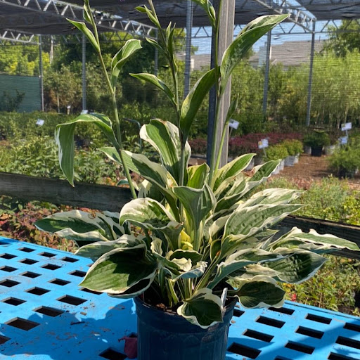 Landscaping Supply Store «Kirkwood Gardens», reviews and photos, 2701 Barrett Station Rd, Ballwin, MO 63021, USA