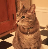 Come, Sit, Stay Dog Walking and Pet Sitting - Photo 4 - Car repair in , Minneapolis