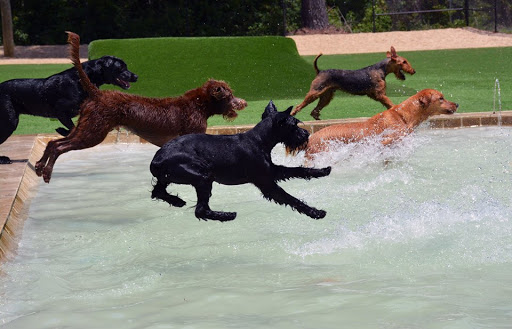 Pet Groomer «Woofers», reviews and photos, 2115 W Jody Rd, Florence, SC 29501, USA