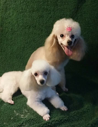 Beauty In The Beast Pet Salon of Solon - Photo 5 - Car repair in Solon, OH, Cleveland