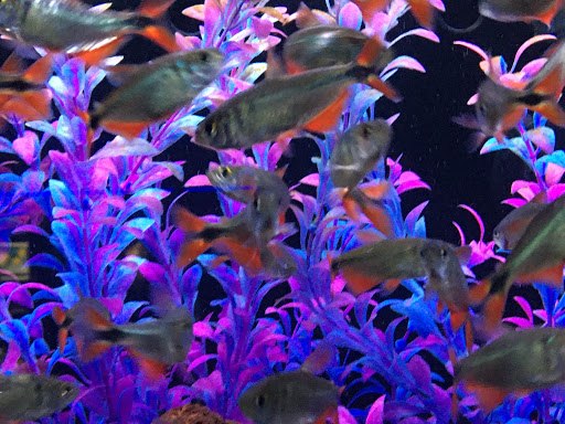 Tropical Fish Store «Aquarium Adventure Superstore», reviews and photos, 3649 Fishinger Blvd, Hilliard, OH 43026, USA