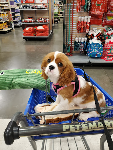 Pet Supply Store «PetSmart», reviews and photos, 2840 W Chandler Blvd, Chandler, AZ 85224, USA