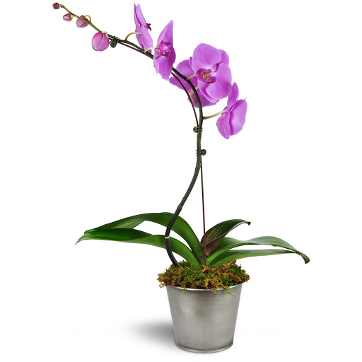 Florist «Love Story Florist», reviews and photos, 7033 US-301, Riverview, FL 33578, USA