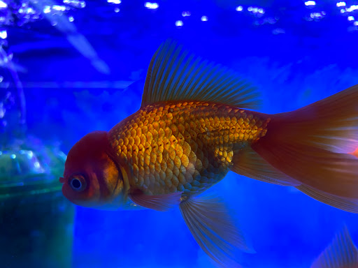 Tropical Fish Store «Lovely Pets Aquarium Store», reviews and photos, 69 Parkingway, Quincy, MA 02169, USA