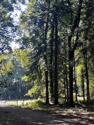 Forêt de Lanouée à Forges de Lanouée