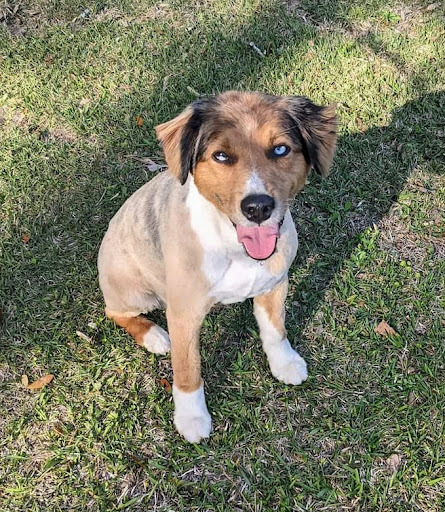 Sudzy Mutt Pet Spa Richlands NC