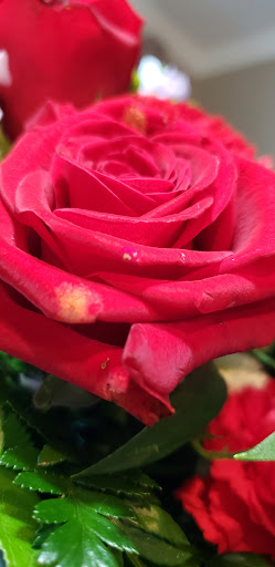 Florist «Axelrod Flowers», reviews and photos, 4429 Whitaker Ave, Philadelphia, PA 19120, USA