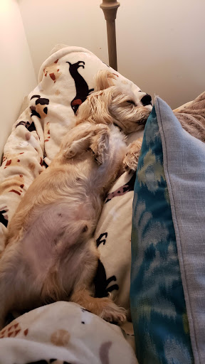 Pet Supply Store «PetSmart», reviews and photos, 12264 Chattanooga Plaza, Midlothian, VA 23112, USA