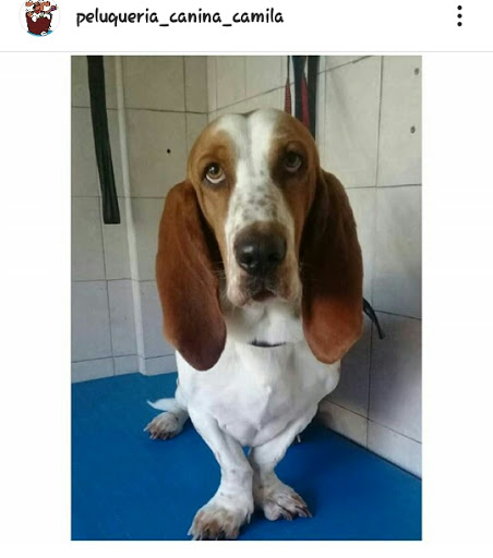 Peluqueria Canina CAMILA