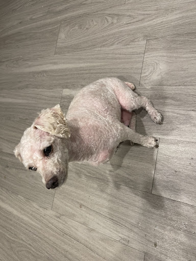 Pet Supply Store «PetSmart», reviews and photos, 860 Cobb Pl Blvd NW, Kennesaw, GA 30144, USA