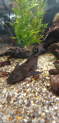 Pet Store «All Pets Club», reviews and photos, 405 Queen St, Southington, CT 06489, USA