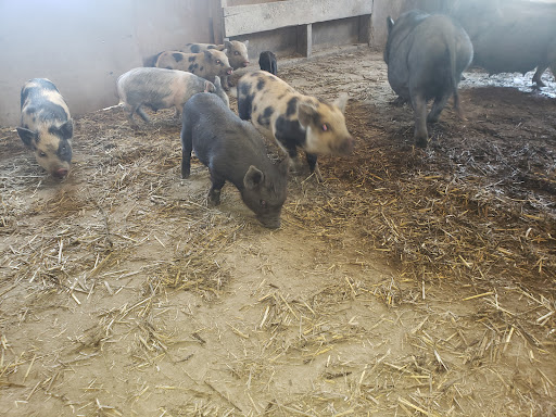 Barefoot farms mini pigs