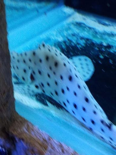 Aquarium Shop «Exotic Aquariums», reviews and photos, 7399 Bird Rd, Miami, FL 33155, USA