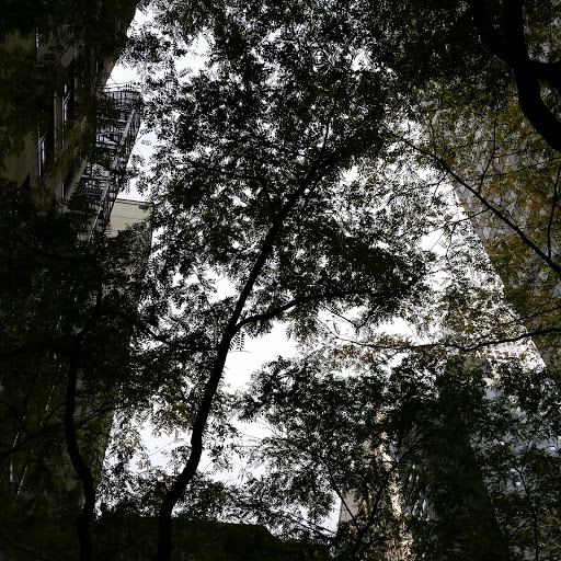 Park «Paley Park», reviews and photos, 3 E 53rd St, New York, NY 10022, USA