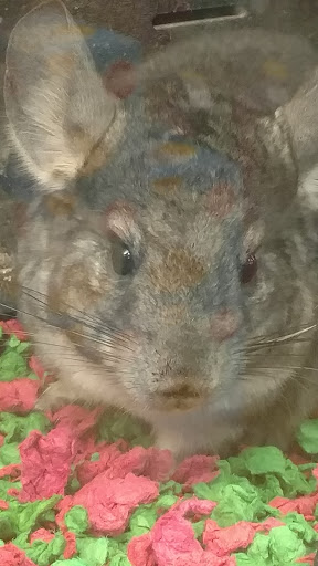 Pet Supply Store «PetSmart», reviews and photos, 11132 Abercorn St, Savannah, GA 31419, USA