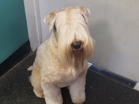 Canine Design - Photo 2 - Car repair in Mission, KS, Overland Park