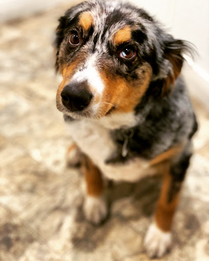 Live Music Venue «DTE Energy Music Theatre», reviews and photos, 7774 Sashabaw Rd, Village of Clarkston, MI 48348, USA