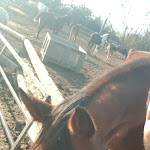 Photo n°3 de l'avis de andrea.a fait le 17/11/2018 à 18:09 sur le  Agriturismo Fattoria degli Animali La Collinara à Comacchio