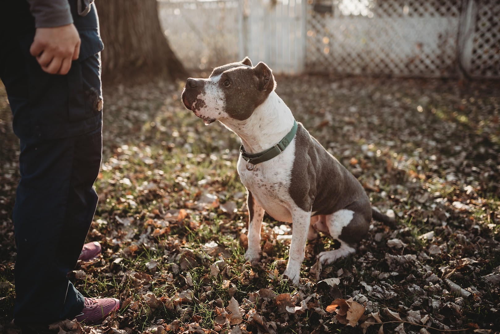 Topp Canine Solutions