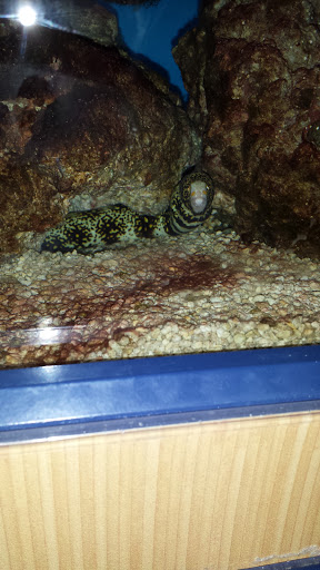 Pet Supply Store «Petco Animal Supplies», reviews and photos, 2689 Market Center Dr, Rockwall, TX 75032, USA