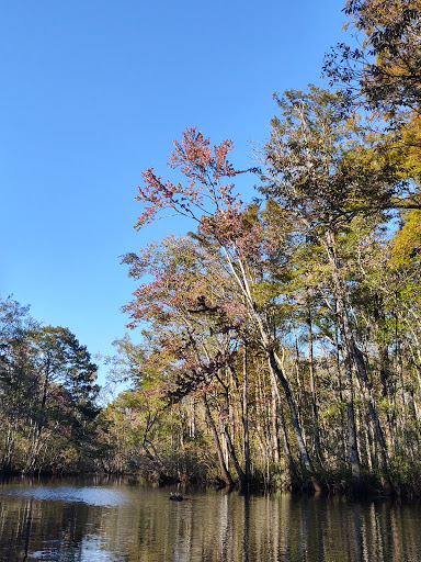 National Forest «Francis Marion National Forest», reviews and photos, 2967 Steed Creek Rd, Huger, SC 29450, USA