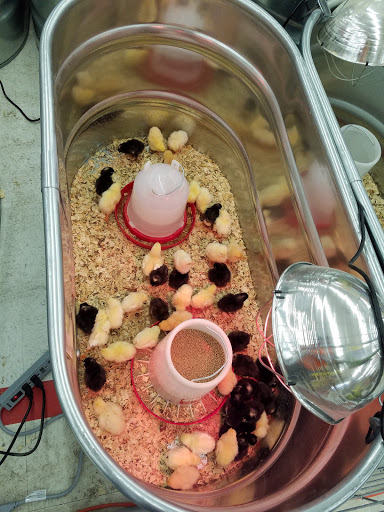 Home Improvement Store «Tractor Supply Co.», reviews and photos, 1159 OH-32, Batavia, OH 45103, USA