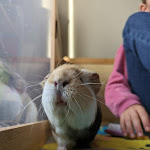 Photo n° 6 de l'avis de Alix.i fait le 29/11/2023 à 19:32 pour La Bonne Patte - médiation par l'animal à La Séguinière