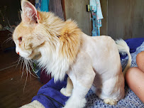 Paws & Claws Total Dog - Photo 7 - Car repair in Eau Claire, WI, Eau Claire