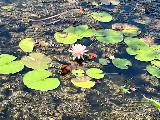 Nature Preserve «Twin Lakes Preserve», reviews and photos, Park Ave, Wantagh, NY 11793, USA